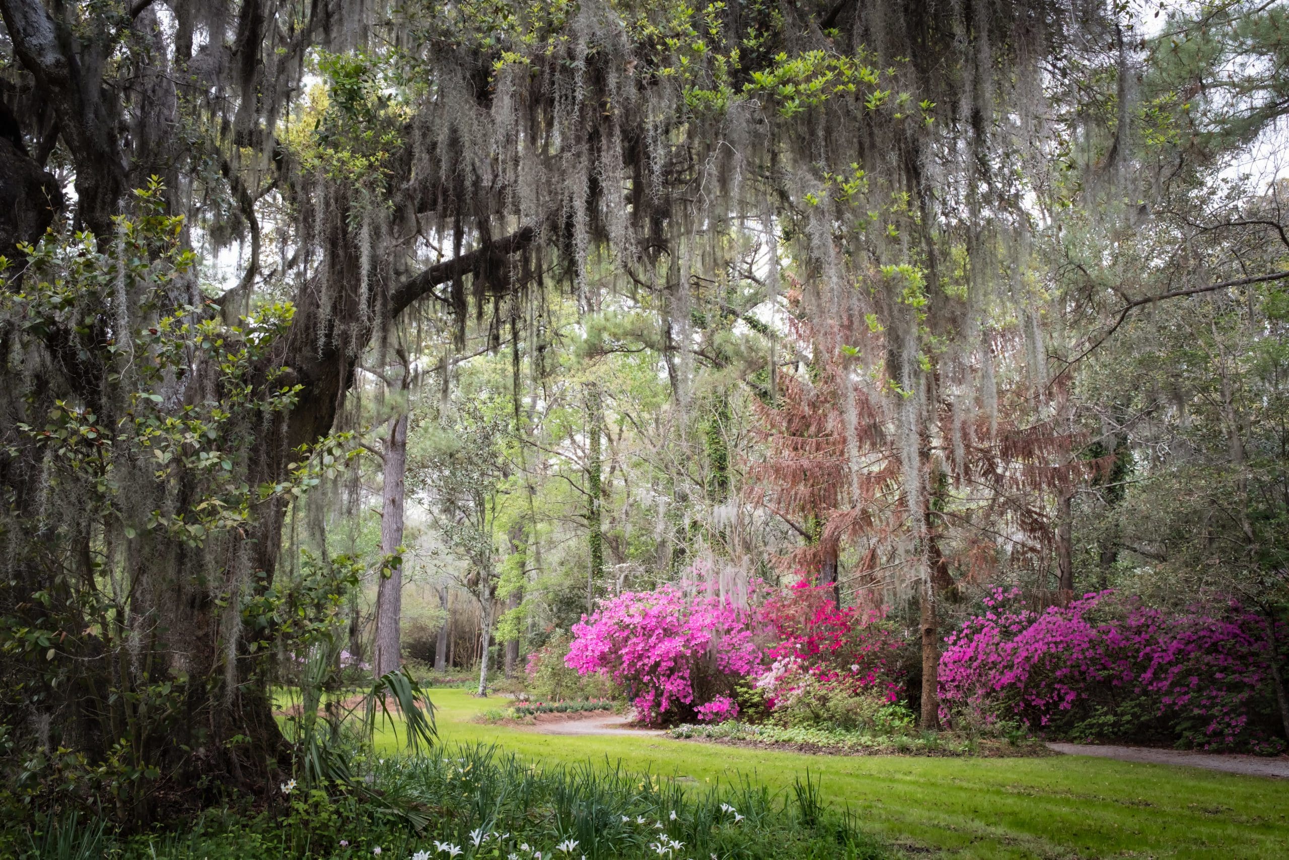 Magnolia,Plantation,&,Gardens.,Charleston,,South,Carolina,,Usa