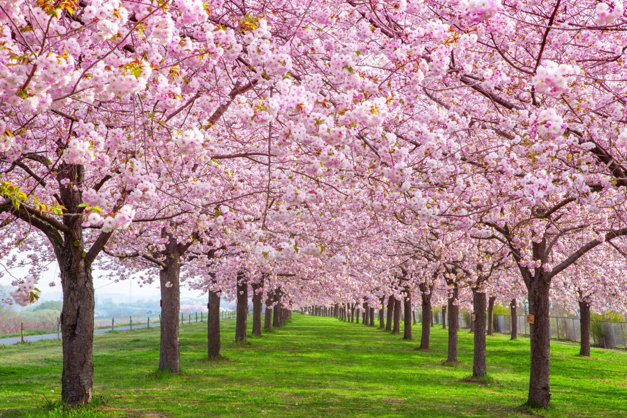 cherry-blossom-in-japan-discover-the-beauty-of-japan-in-spring
