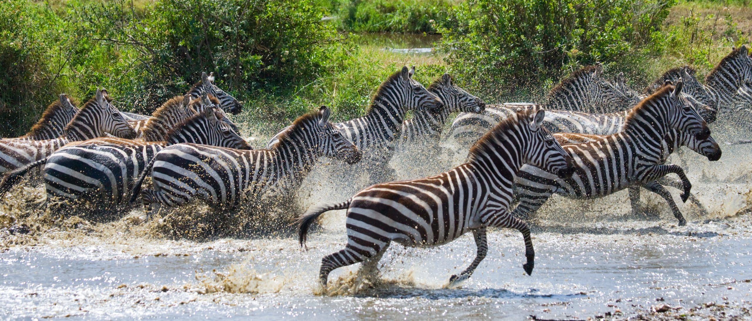 Group,Of,Zebras,Running,Across,The,Water.,Kenya.,Tanzania.,National