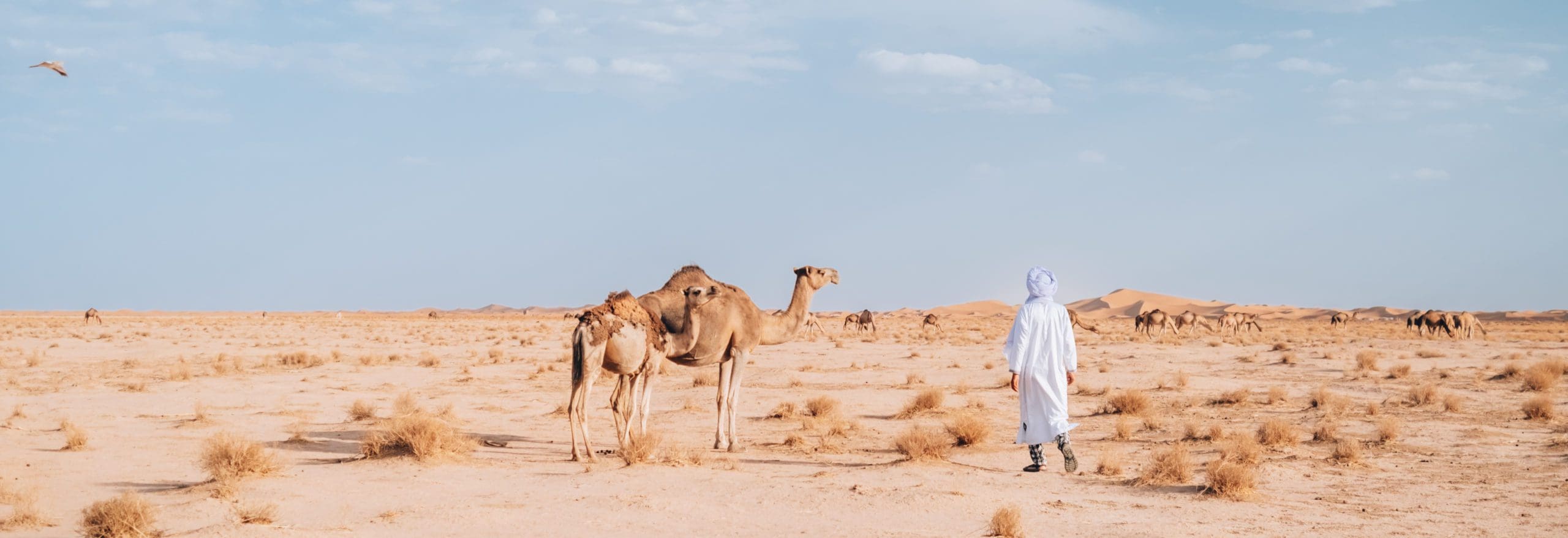 wild dromedaries in Sahara desert