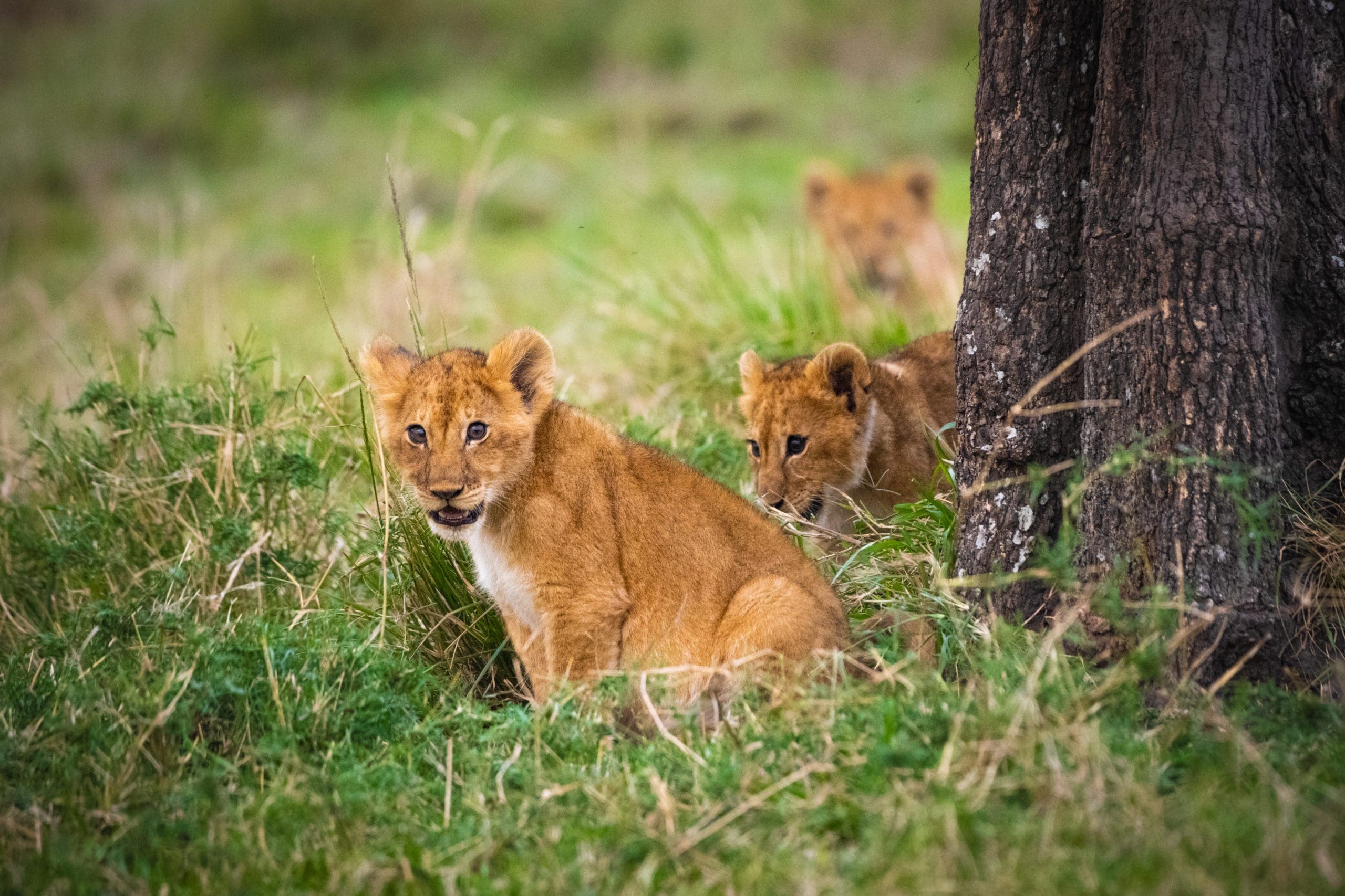 Wildlife in the savannah of east Africa