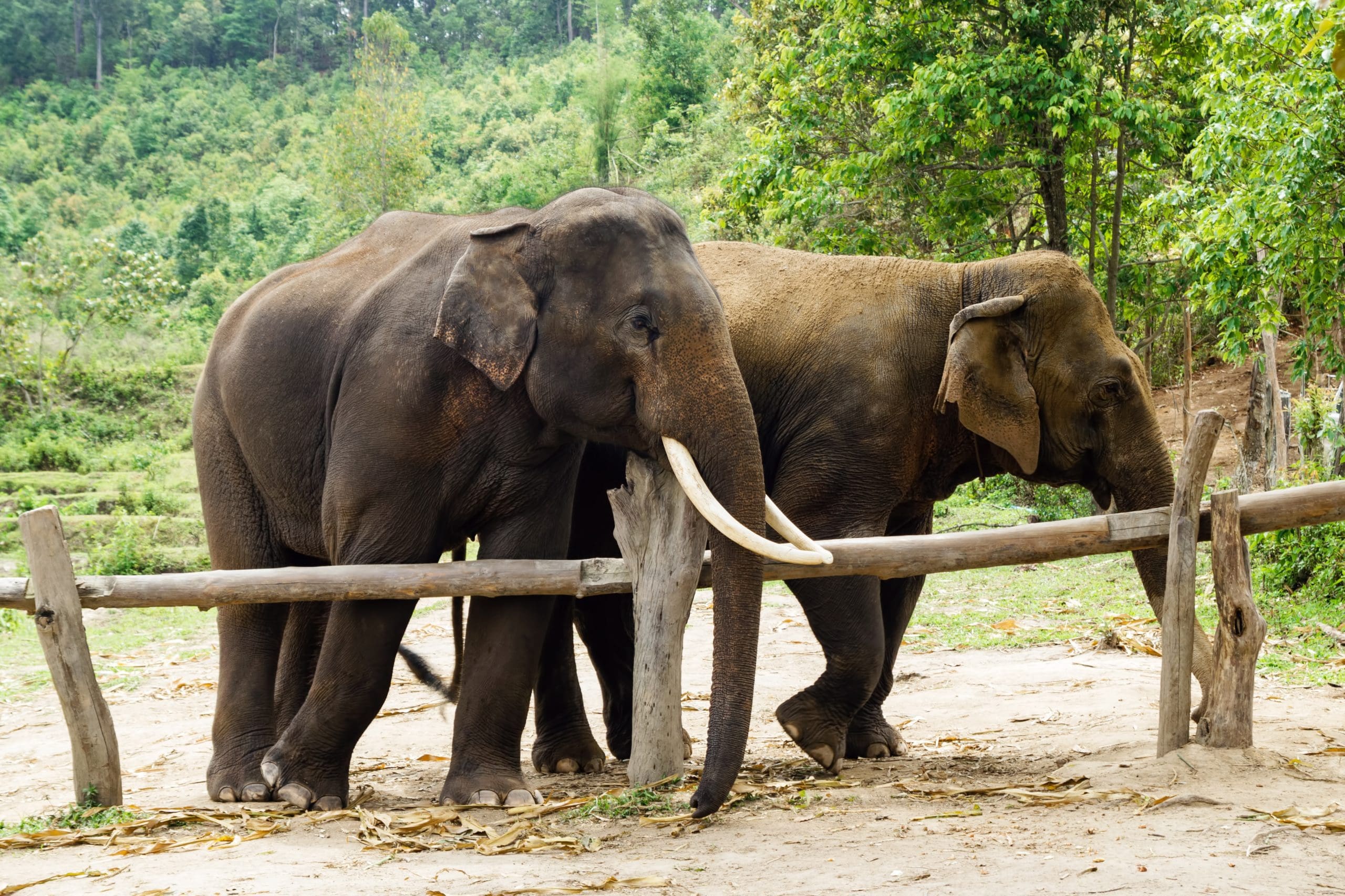 group-of-adult-elephants-in-elephant-care-sanctuar-2022-11-16-23-24-19-utc