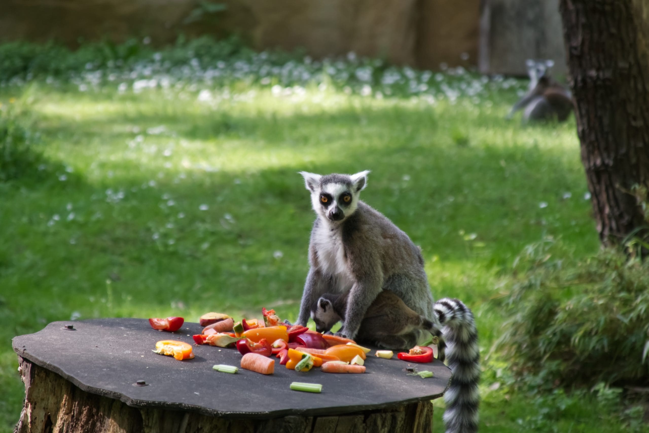 madagascar-lemurs-near-the-feeder-2022-11-11-21-19-03-utc