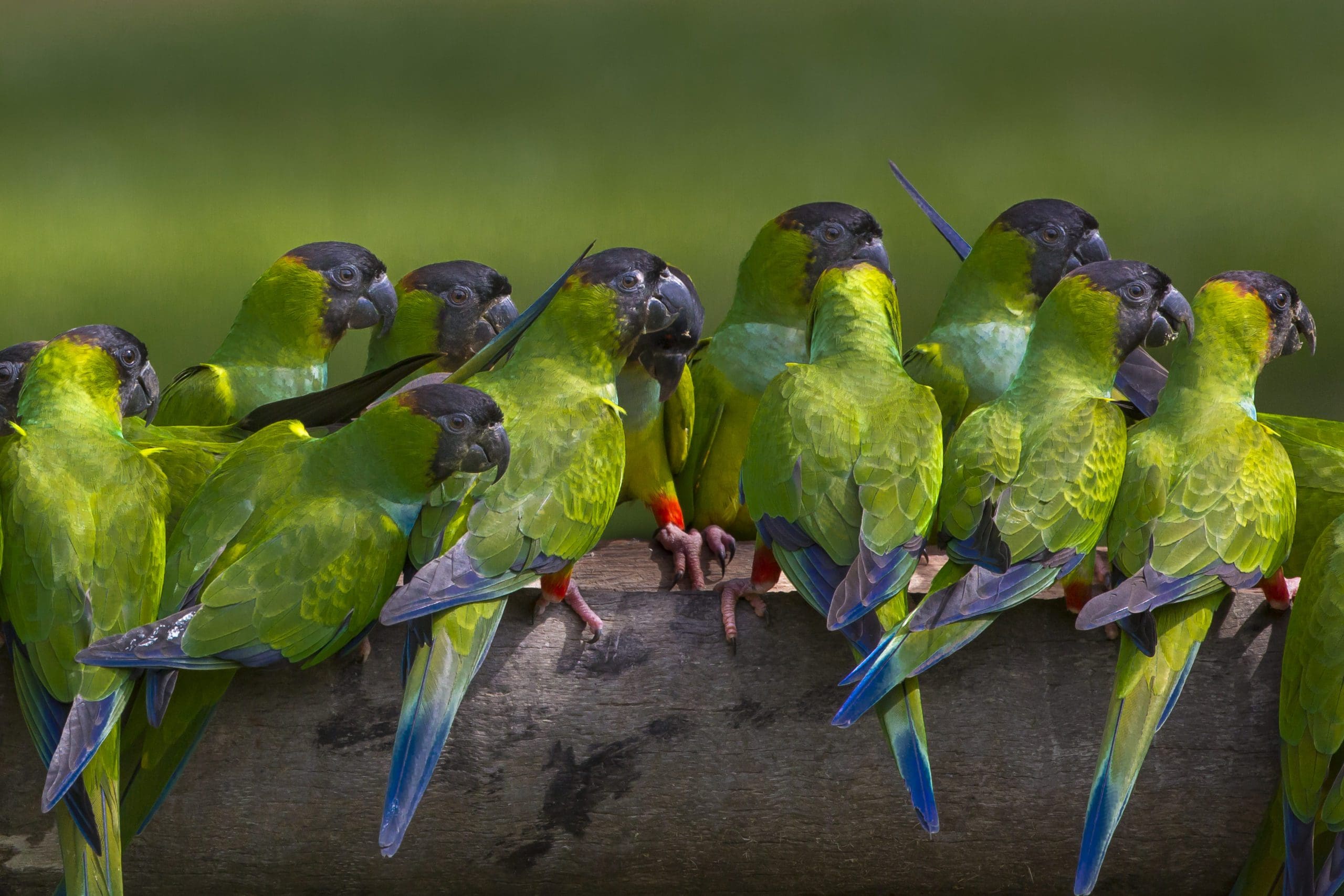 Nanday parakeets, Pantanal, Brazil