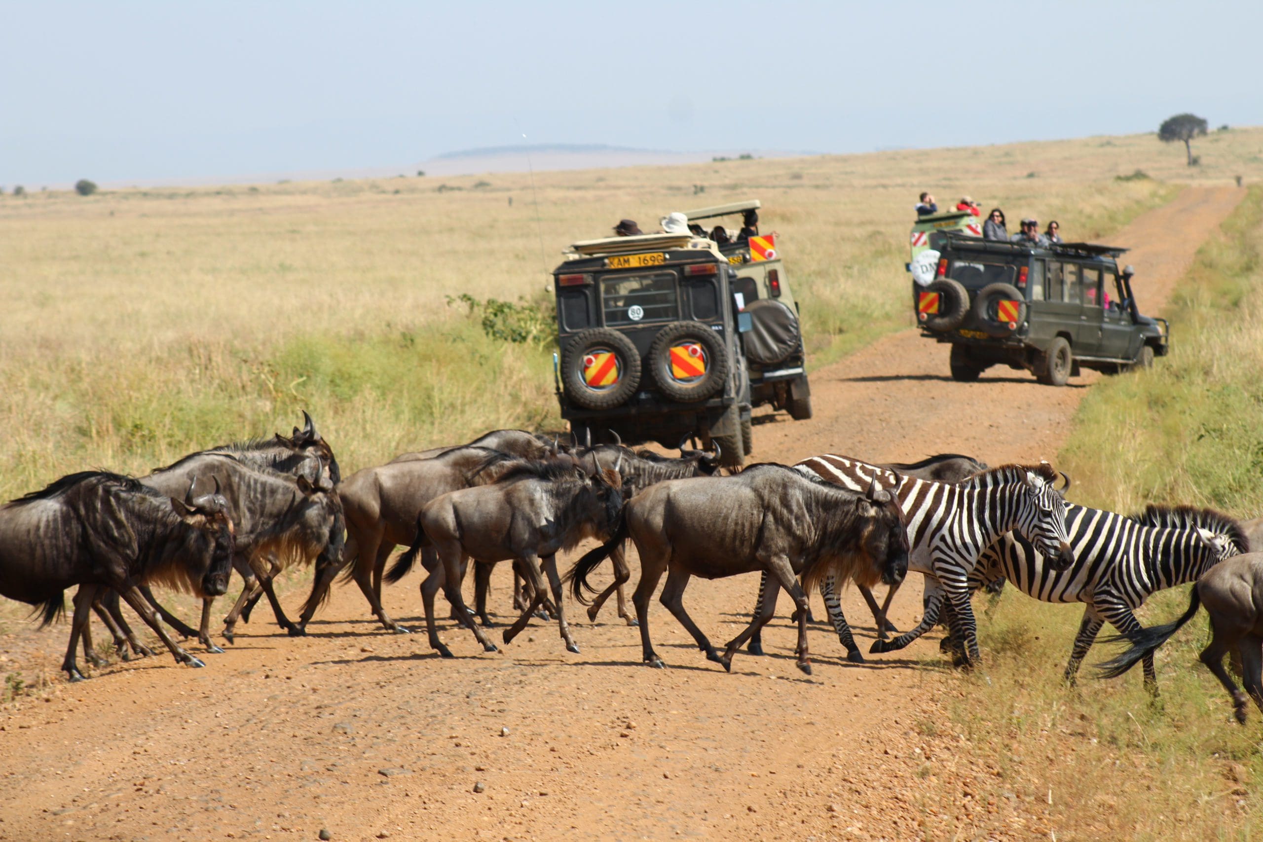 Serengeti,,Tanzania,,28,July,2018:,Wildebeests,And,Zebras,Crossing,A