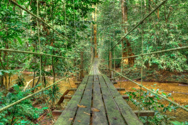 Canopy,Walk,In,Mulu,National,Park,-,Borneo,Malaysia