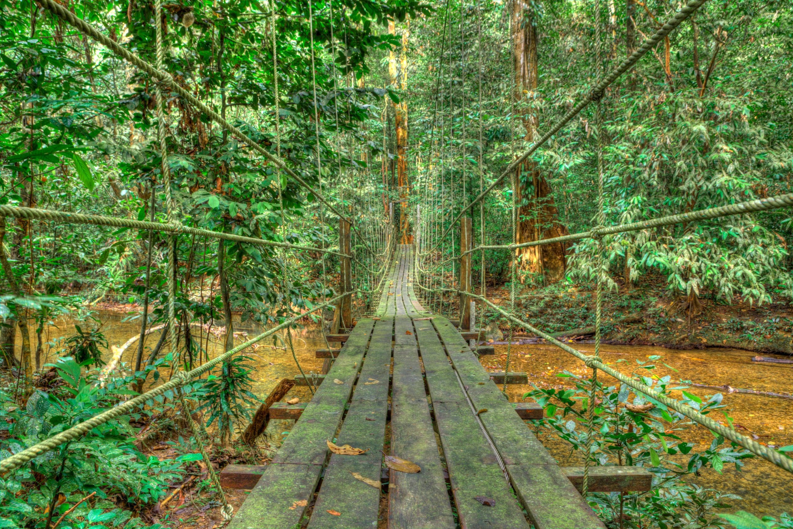 Canopy,Walk,In,Mulu,National,Park,-,Borneo,Malaysia