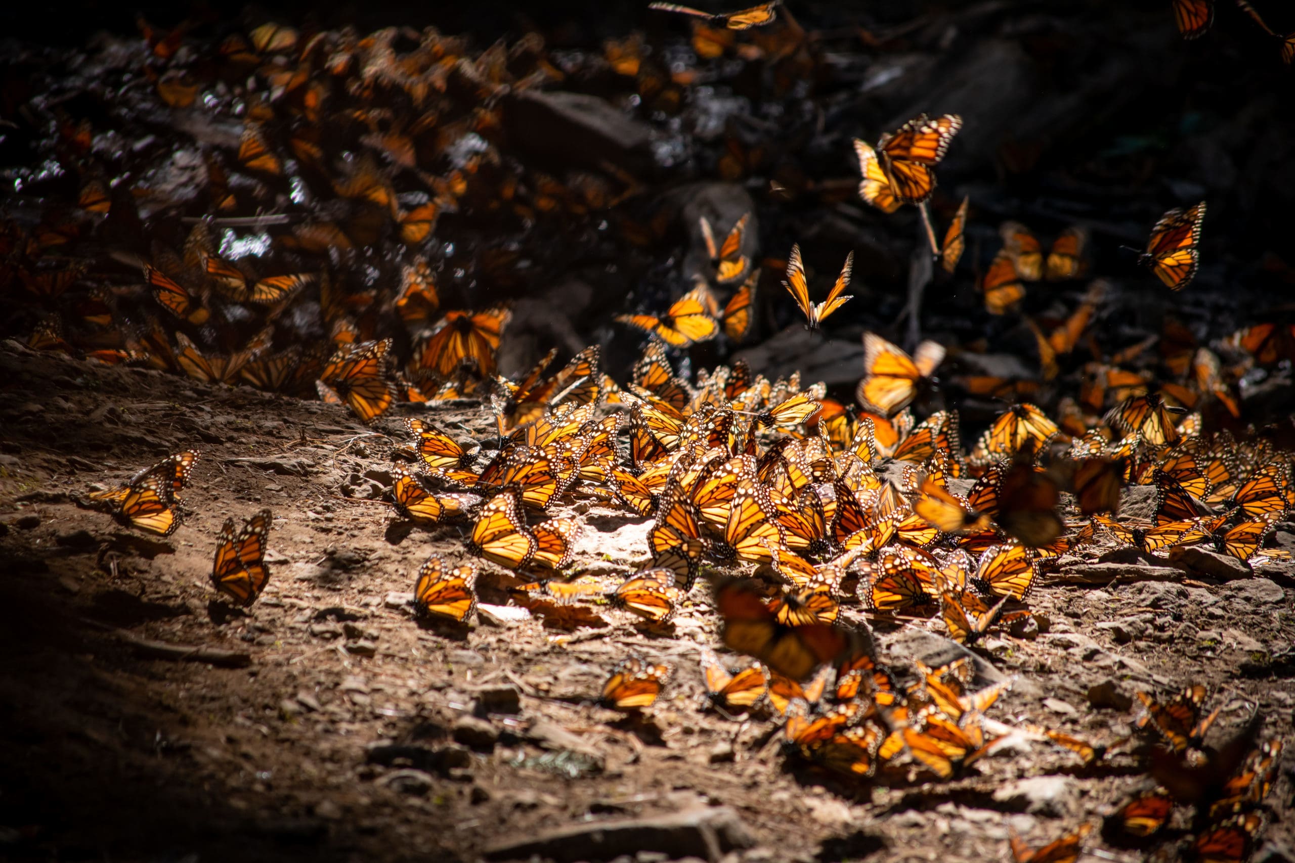 Monarch,Butterflies,During,Migration,Resting,,Copulating,And,Eating,On,Water