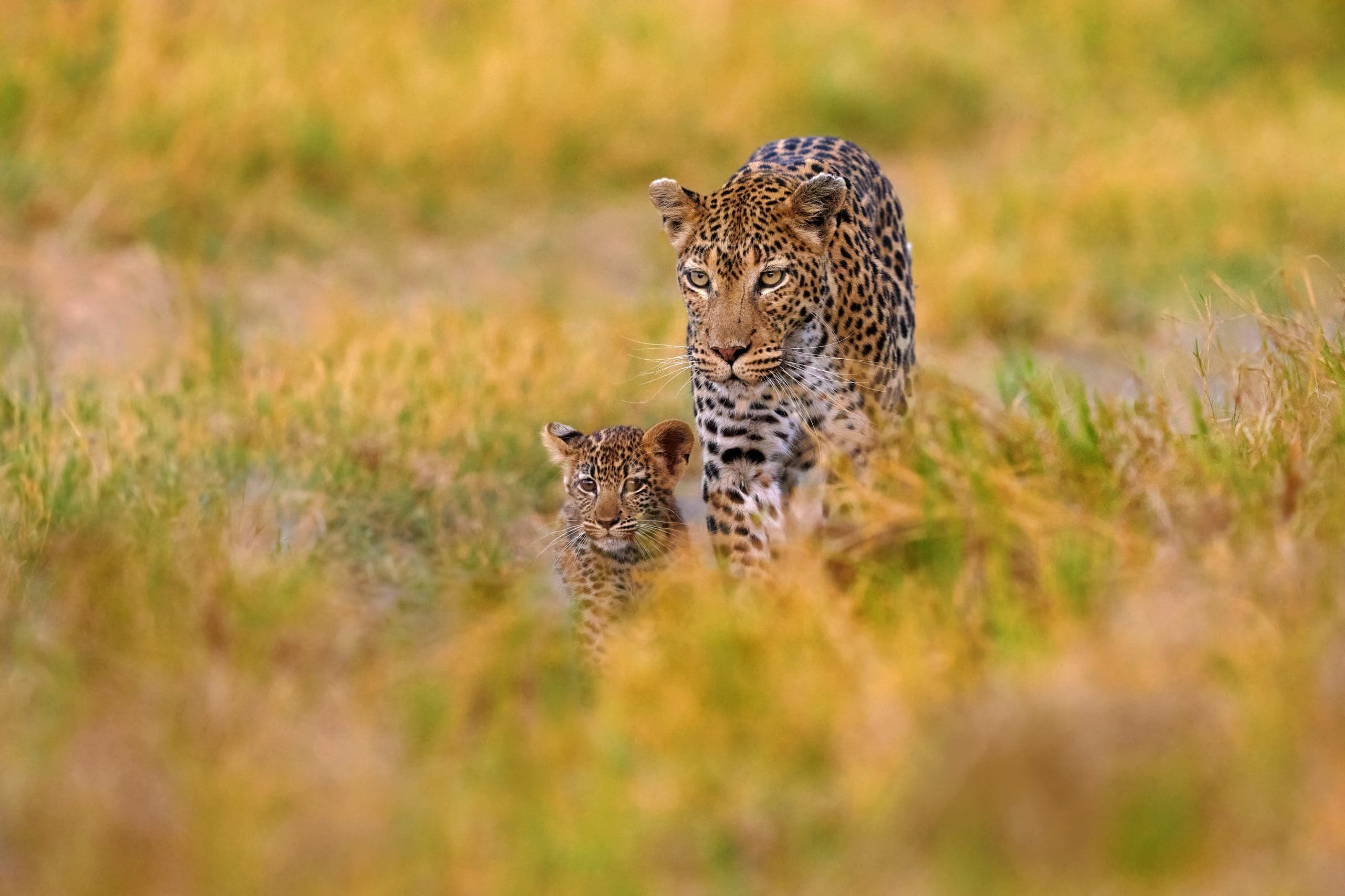 Leopard,Kitten,Baby,,Hidden,Nice,Orange,Grass.,Leopard,Cub,With