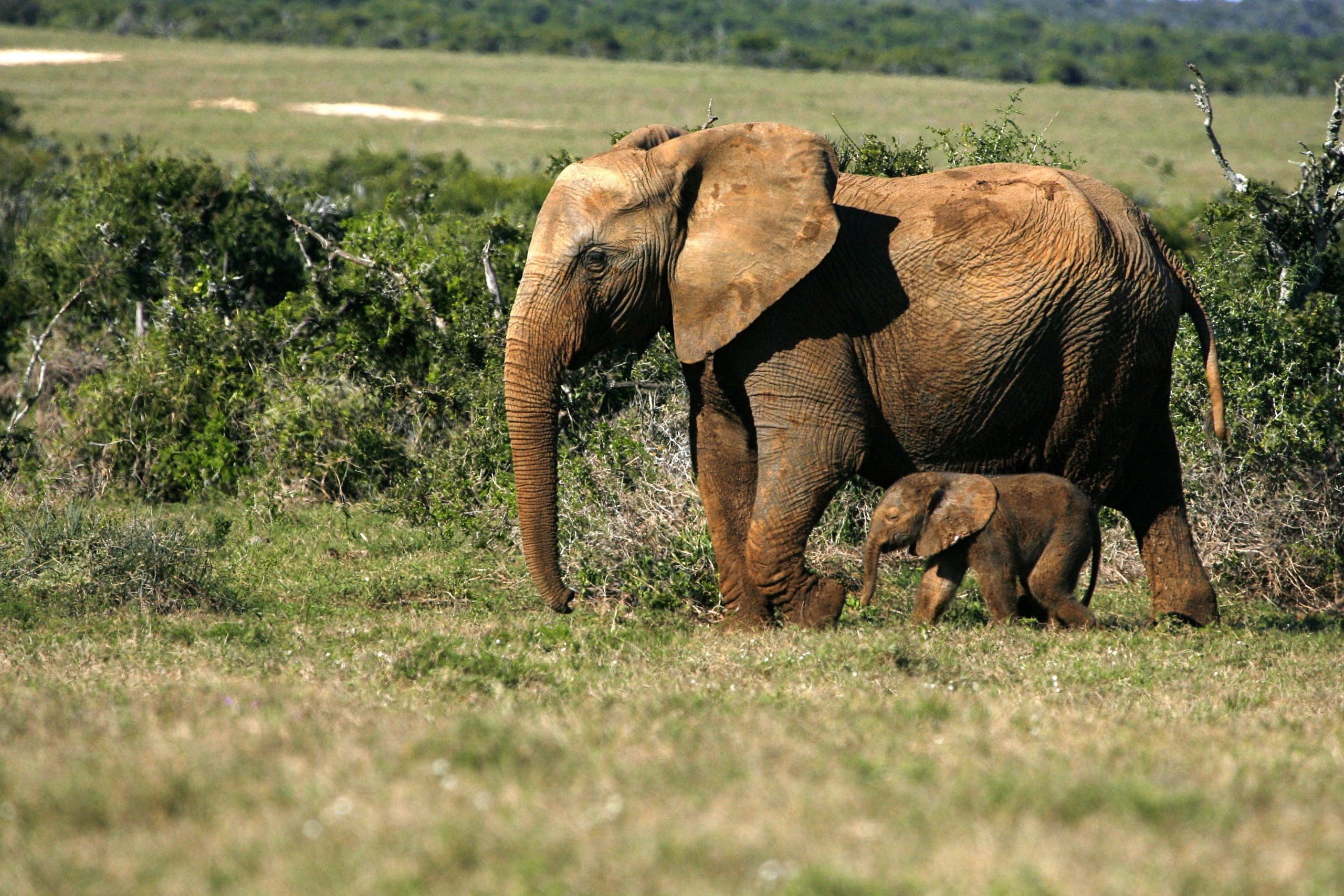 A,Female,African,Elephant,Cow,And,Her,New,Born,Calf.