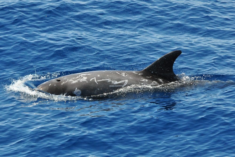 Risso's,Dolphin,In,Ligurian,Sea