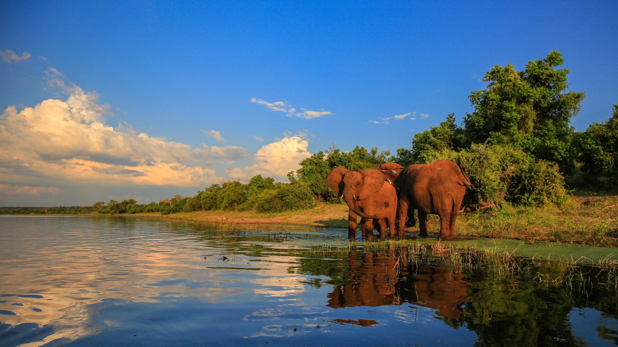 Elephant,Herd,With,Baby,Coming,To,Drink,At,River,,Kruger