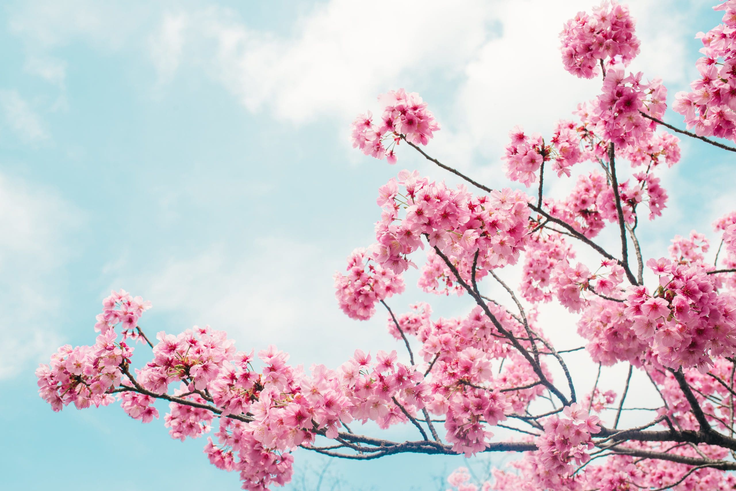 Beautiful,Cherry,Blossom,Sakura,In,Spring,Time,Over,Blue,Sky.