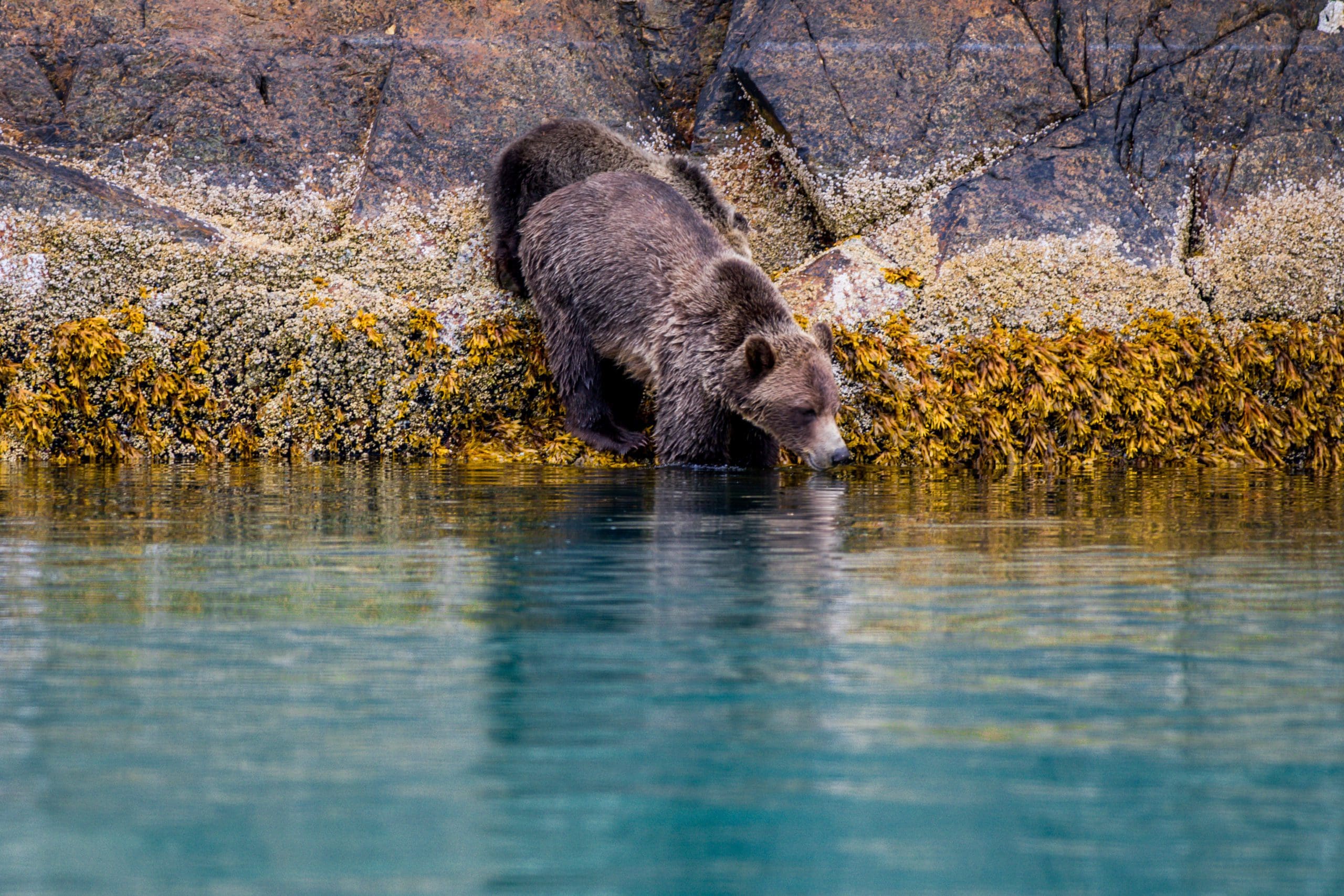 Grizzly,Bear,In,The,Great,Bear,Rainforest