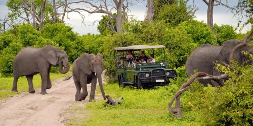 Chobe,,Botswana,-,Jan,6:tourists,On,Safari,Game,Drive,Make